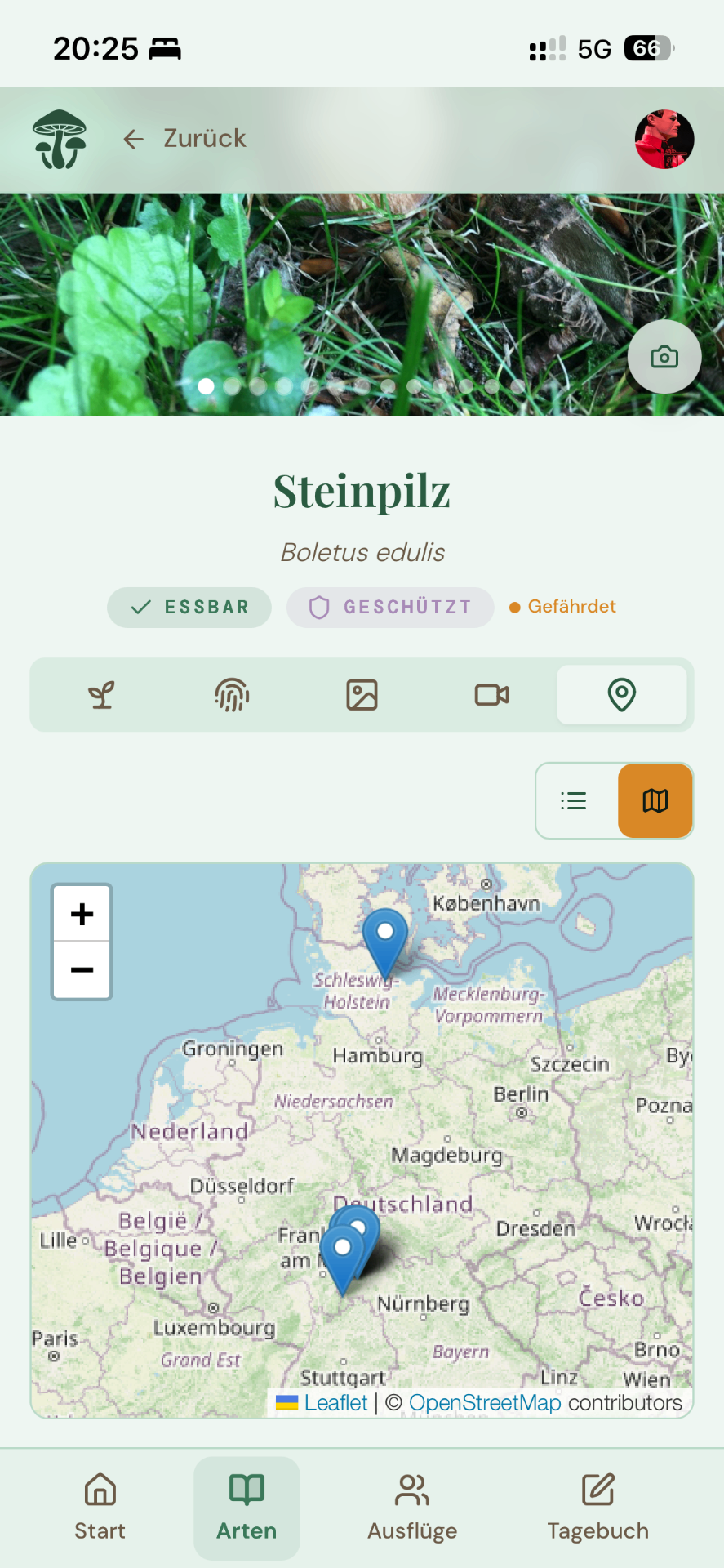 Detailansicht eines Steinpilzes mit Karte der bisherigen Funde